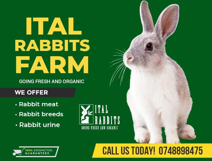 Ital Rabbits Farm